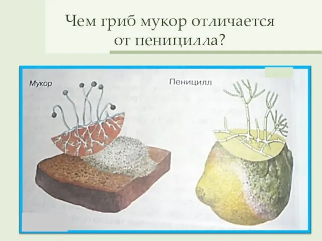 Чем гриб мукор отличается от пеницилла?