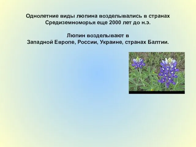 Однолетние виды люпина возделывались в странах Средиземноморья еще 2000 лет до