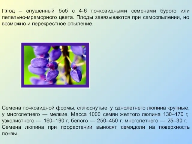 Плод – опушенный боб с 4-6 почковидными семенами бурого или пепельно-мраморного