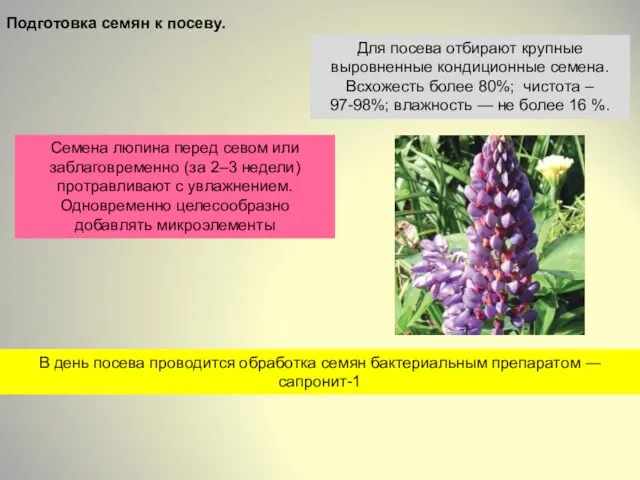 В день посева проводится обработка семян бактериальным препаратом ― сапронит-1 Подготовка