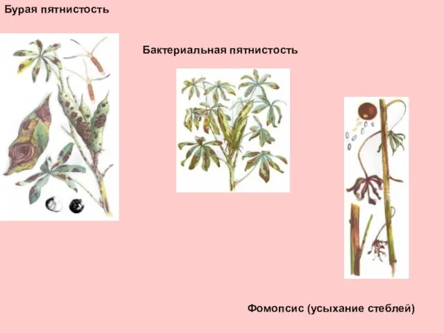 Бурая пятнистость Фомопсис (усыхание стеблей) Бактериальная пятнистость