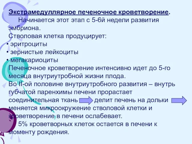 Экстрамедуллярное печеночное кроветворение. Начинается этот этап с 5-6й недели развития эмбриона.