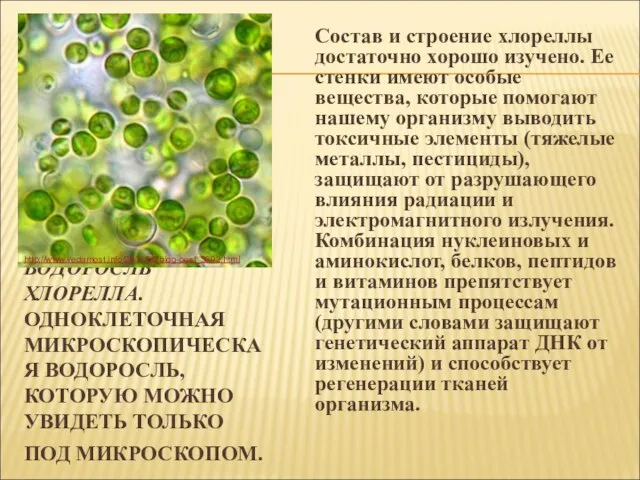 ВОДОРОСЛЬ ХЛОРЕЛЛА. ОДНОКЛЕТОЧНАЯ МИКРОСКОПИЧЕСКАЯ ВОДОРОСЛЬ, КОТОРУЮ МОЖНО УВИДЕТЬ ТОЛЬКО ПОД МИКРОСКОПОМ.