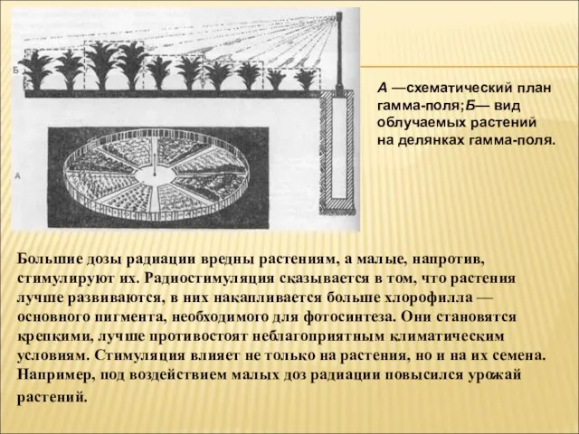 А —схематический план гамма-поля;Б— вид облучаемых растений на делянках гамма-поля. Большие