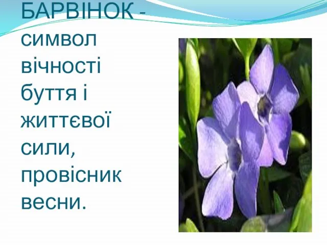 БАРВІНОК - символ вічності буття і життєвої сили, провісник весни.