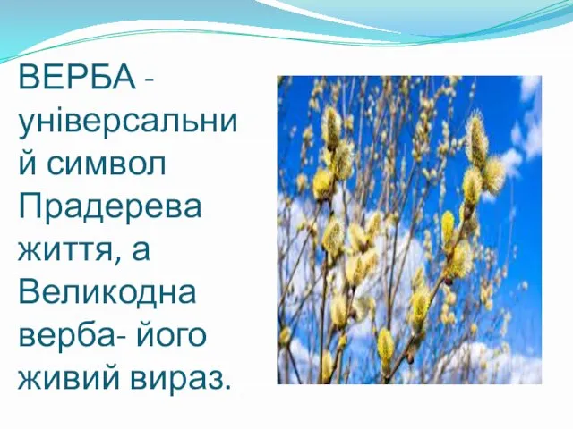 ВЕРБА - універсальний символ Прадерева життя, а Великодна верба- його живий вираз.