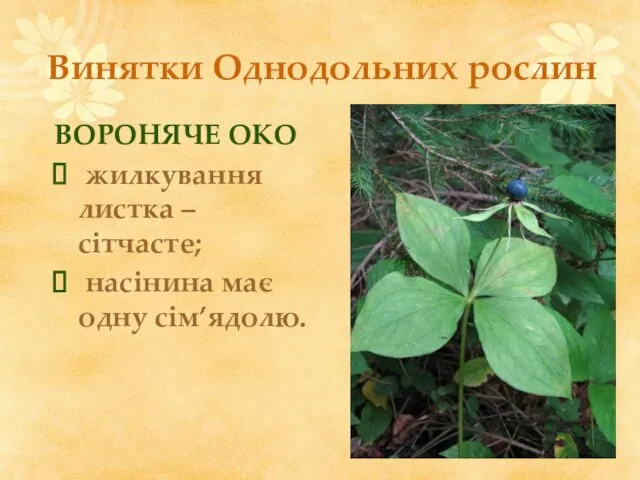 Винятки Однодольних рослин ВОРОНЯЧЕ ОКО жилкування листка – сітчасте; насінина має одну сім’ядолю.