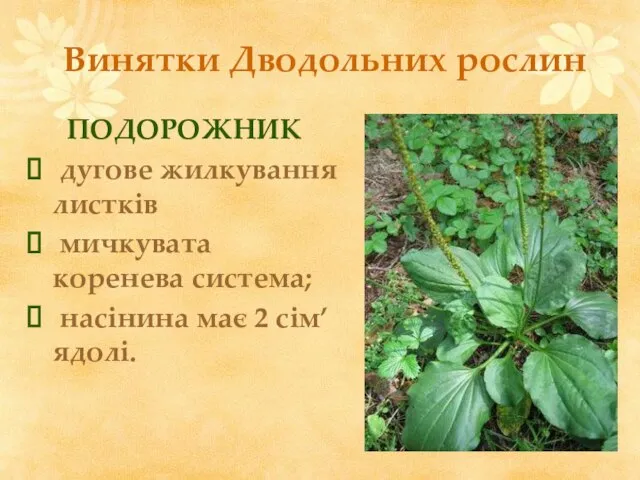 Винятки Дводольних рослин ПОДОРОЖНИК дугове жилкування листків мичкувата коренева система; насінина має 2 сім’ядолі.