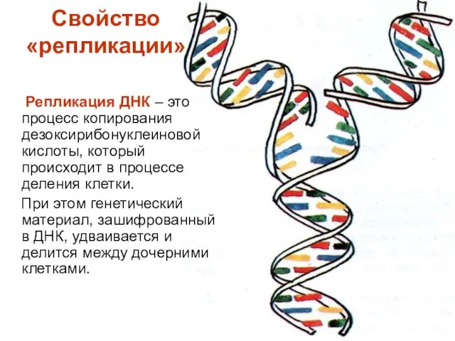 Свойство «репликации» Репликация ДНК – это процесс копирования дезоксирибонуклеиновой кислоты, который