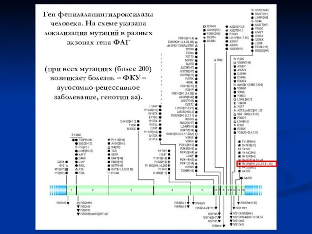 Ген фенилаланингидроксилазы человека. На схеме указана локализация мутаций в разных экзонах