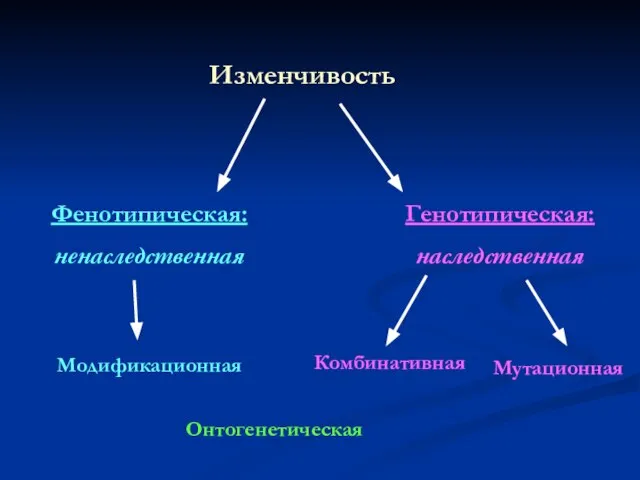 Изменчивость Фенотипическая: ненаследственная Генотипическая: наследственная Мутационная Комбинативная Онтогенетическая Модификационная