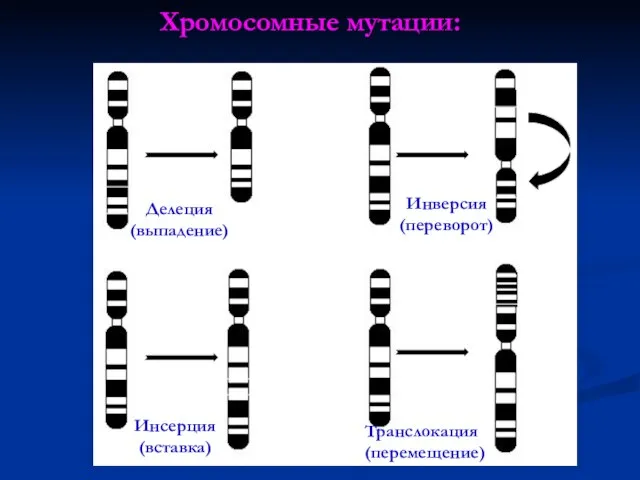 Хромосомные мутации: Делеция (выпадение) Инсерция (вставка) Инверсия (переворот) Транслокация (перемещение)