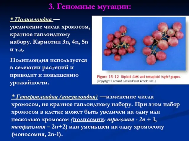 3. Геномные мутации: * Полиплоидия — увеличение числа хромосом, кратное гаплоидному