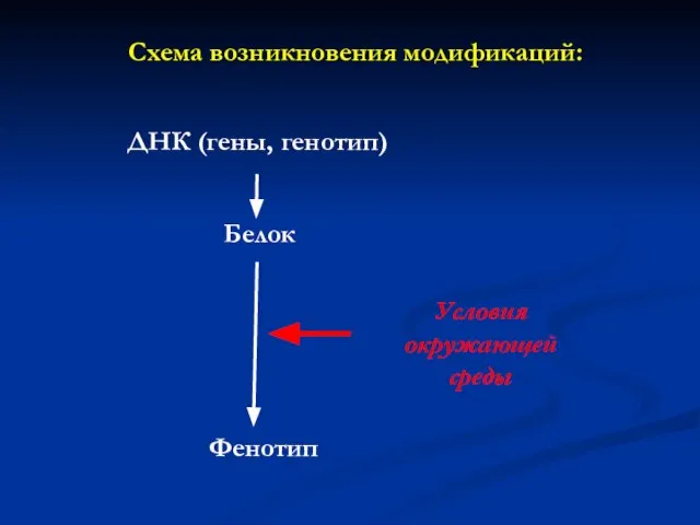 Схема возникновения модификаций: ДНК (гены, генотип) Белок Условия окружающей среды Фенотип