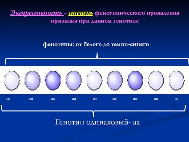 Экспрессивность – степень фенотипического проявления признака при данном генотипе Генотип одинаковый-