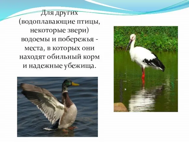 Для других (водоплавающие птицы, некоторые звери) водоемы и побережья - места,