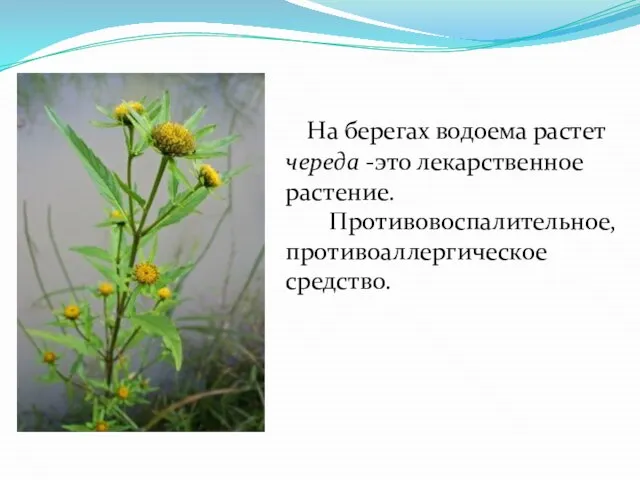 На берегах водоема растет череда -это лекарственное растение. Противовоспалительное, противоаллергическое средство.