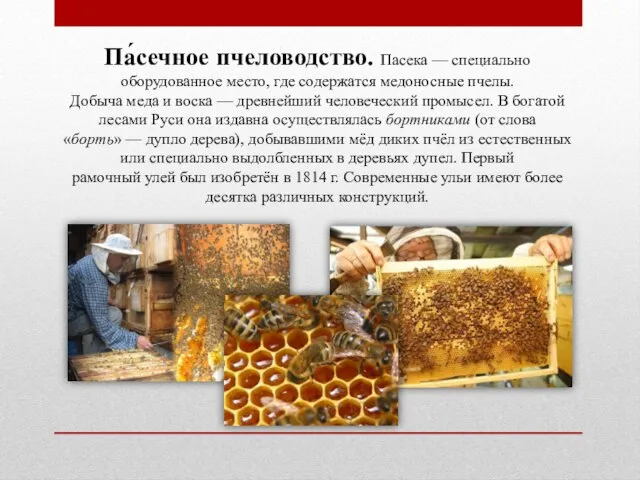Па́сечное пчеловодство. Пасека — специально оборудованное место, где содержатся медоносные пчелы.