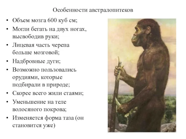 Особенности австралопитеков Объем мозга 600 куб см; Могли бегать на двух