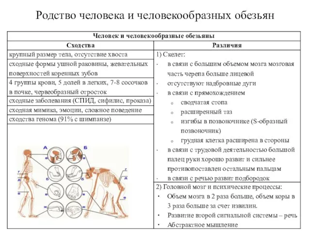 Родство человека и человекообразных обезьян