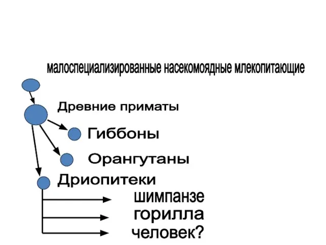 малоспециализированные насекомоядные млекопитающие Древние приматы Гиббоны Орангутаны Дриопитеки шимпанзе горилла человек?