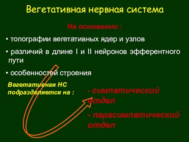 Вегетативная нервная система На основании : топографии вегетативных ядер и узлов