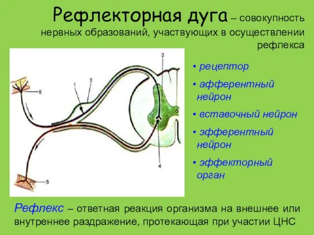 Рефлекторная дуга – совокупность нервных образований, участвующих в осуществлении рефлекса рецептор