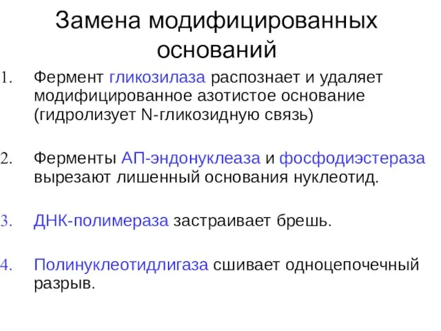 Замена модифицированных оснований Фермент гликозилаза распознает и удаляет модифицированное азотистое основание