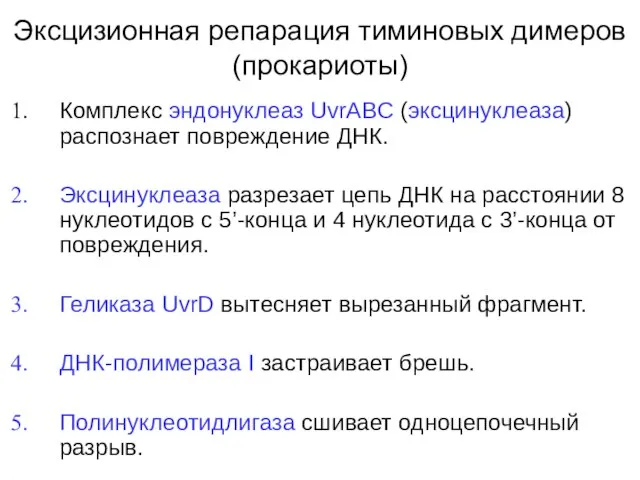 Эксцизионная репарация тиминовых димеров (прокариоты) Комплекс эндонуклеаз UvrABC (эксцинуклеаза) распознает повреждение