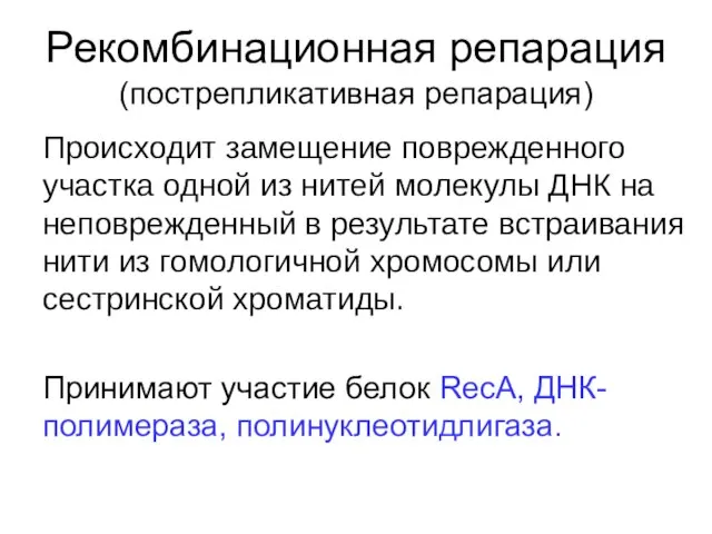 Рекомбинационная репарация (пострепликативная репарация) Происходит замещение поврежденного участка одной из нитей