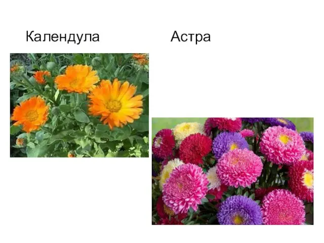 Календула Астра