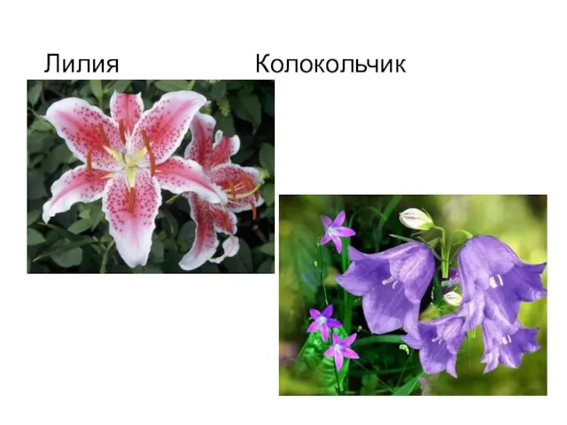 Лилия Колокольчик