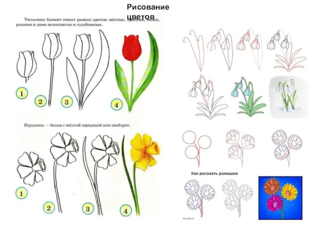 Рисование цветов