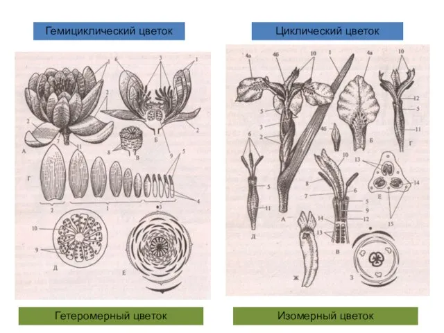 Гемициклический цветок Циклический цветок Гетеромерный цветок Изомерный цветок
