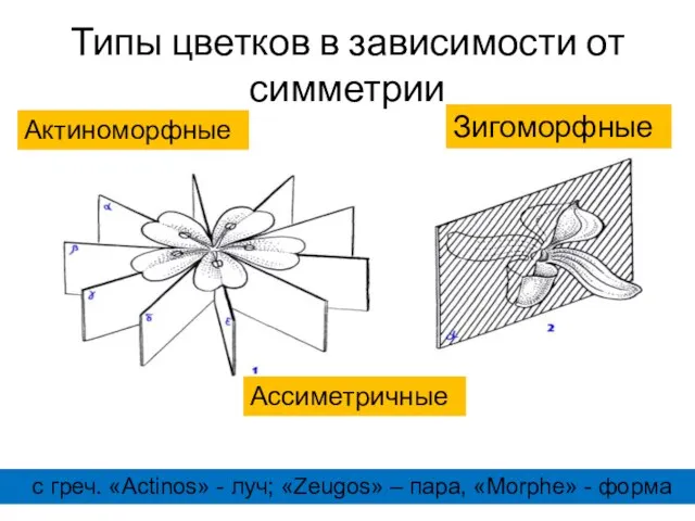 Типы цветков в зависимости от симметрии Актиноморфные Зигоморфные Ассиметричные с греч.