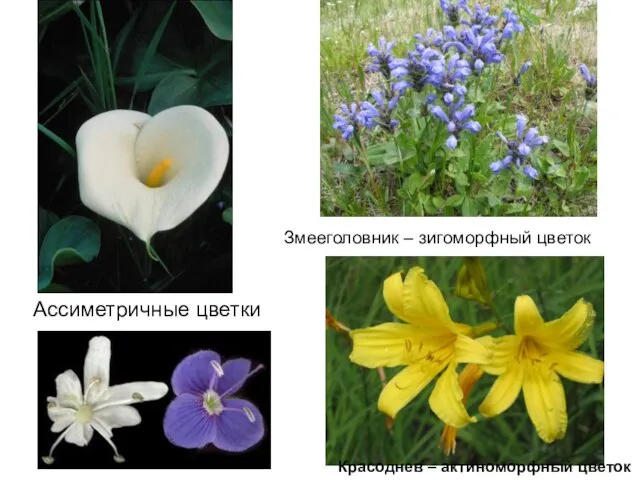 Ассиметричные цветки Змееголовник – зигоморфный цветок Красоднев – актиноморфный цветок