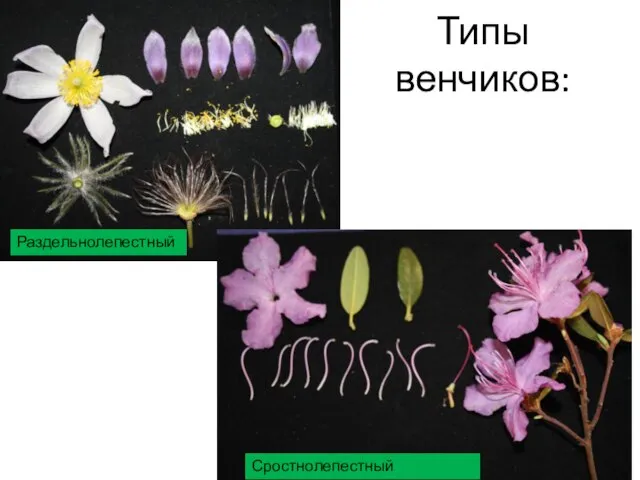 Типы венчиков: Раздельнолепестный Сростнолепестный