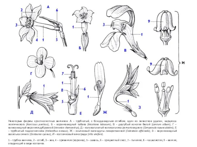 Некоторые формы сростнолистных венчиков: А – трубчатый, с блюдцевидным отгибом, один