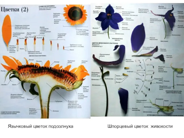 Язычковый цветок подсолнуха Шпорцевый цветок живокости