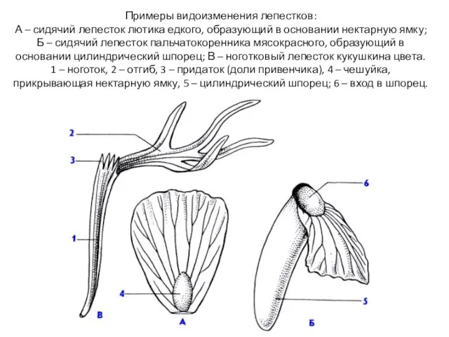 Примеры видоизменения лепестков: А – сидячий лепесток лютика едкого, образующий в