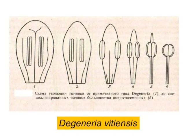 Degeneria vitiensis