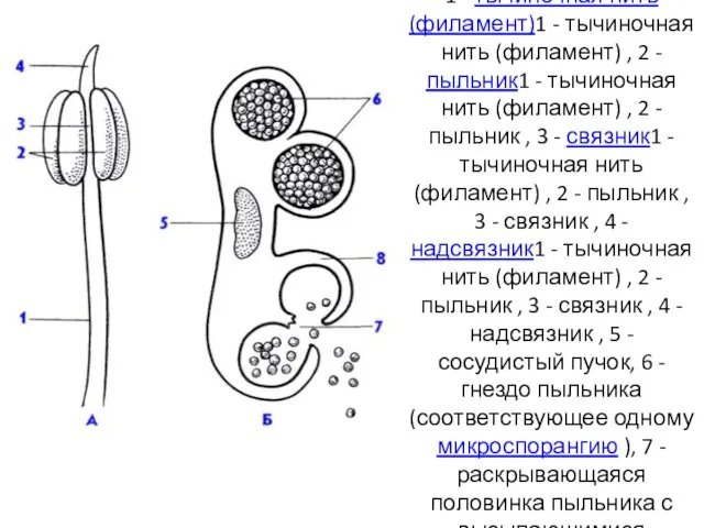 Строение тычинки (А) и пыльника (поперечный разрез - Б). 1 -