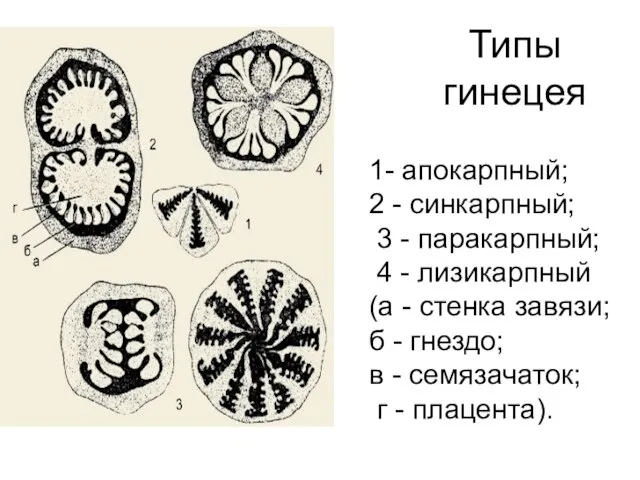 Типы гинецея 1- апокарпный; 2 - синкарпный; 3 - паракарпный; 4