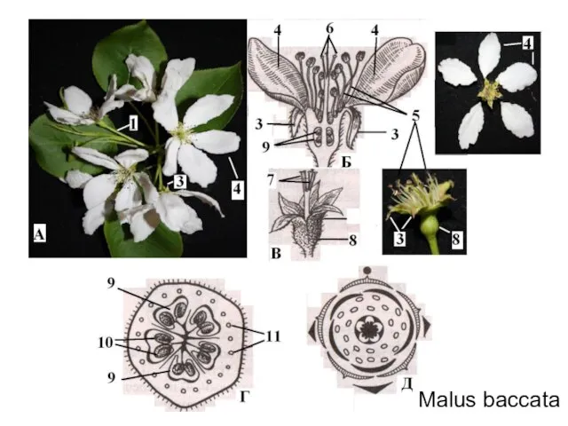 Malus baccata