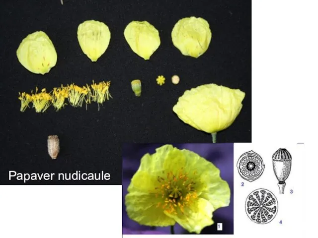 Papaver nudicaule