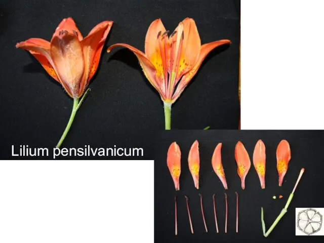 Lilium pensilvanicum