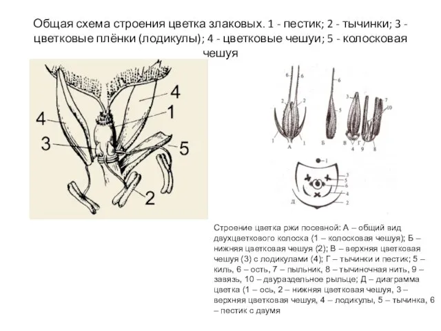 Общая схема строения цветка злаковых. 1 - пестик; 2 - тычинки;