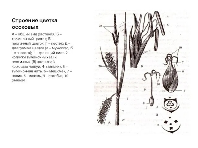 Строение цветка осоковых А – общий вид растения; Б – тычиночный