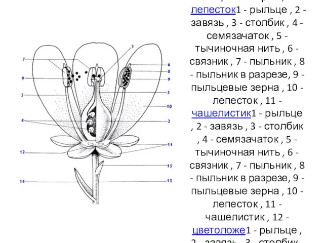 Обобщенная схема строения цветка. 1 - рыльце1 - рыльце , 2
