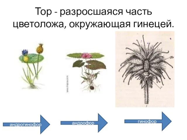 Тор - разросшаяся часть цветоложа, окружающая гинецей. андрогинофор андрофор гинофор